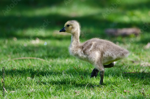 Adorable Little Gosling Looking for Food in the Grass
