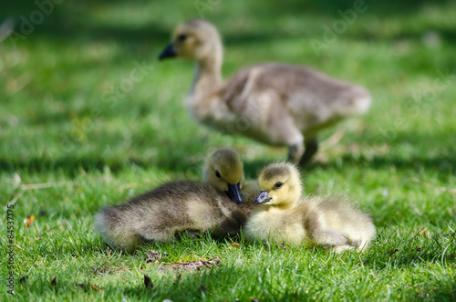 Two Adorable Little Goslings Resting in the Green Grass © rck