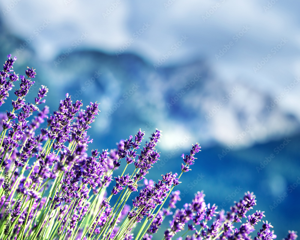 Fototapeta premium Lavender fields beneath French Alps
