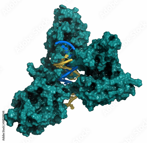 NFAT1 (Nuclear factor of activated T-cells) photo