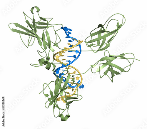 NFAT1 (Nuclear factor of activated T-cells) photo