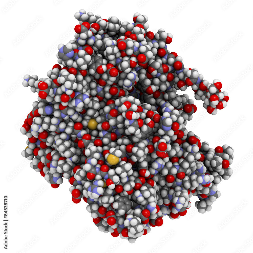 Prostatic acid phosphatase (PAP) protein. Prostatic acid phosphatase (PAP) protein.