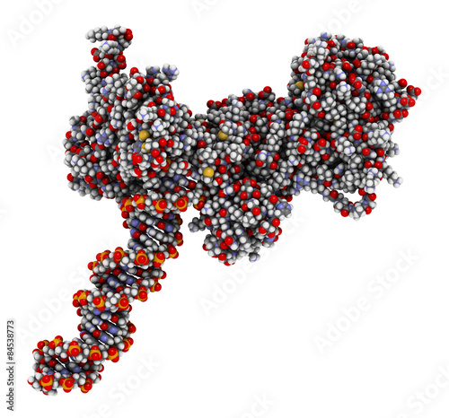 Poly (ADP-ribose) polymerase 1 (PARP-1) DNA damage detection  photo