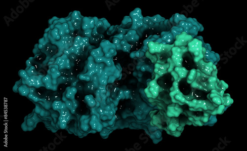 Proprotein convertase subtilisin kexin type 9 (PCSK9) protein.  photo