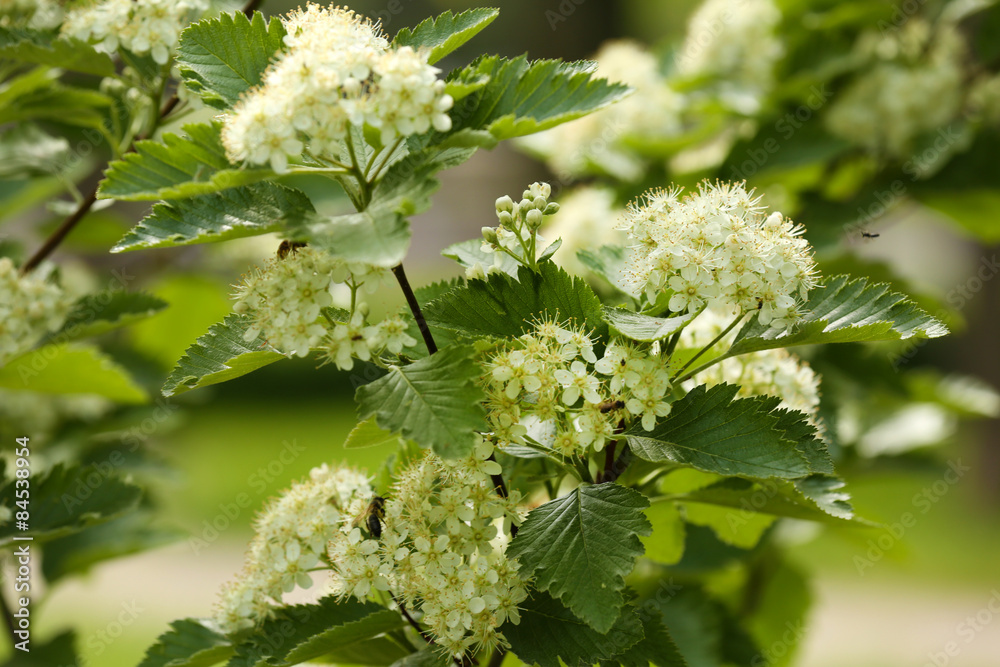 White flowers of blooming rowan tree, outdoors White flowers of blooming rowan tree, outdoors