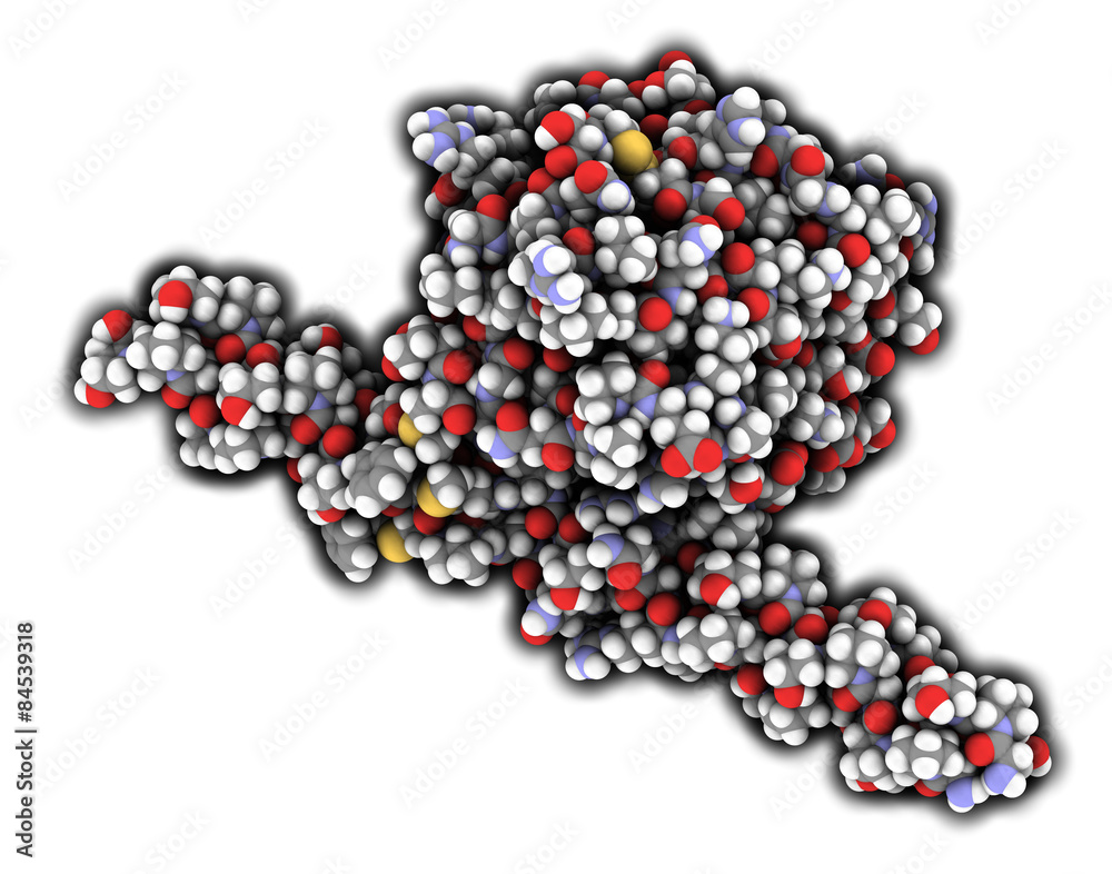 Von Willebrand factor (A3 domain). 