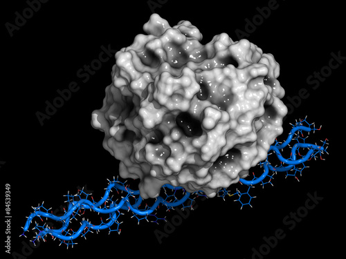 Von Willebrand factor (A3 domain).  photo