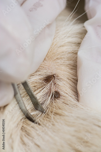  Human hands using silver pliers to remove dog adult tick from t