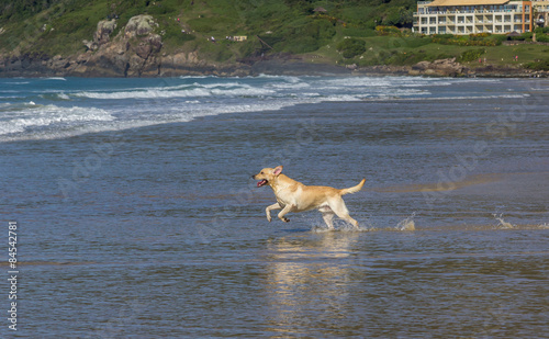 Cachorro correndo na água