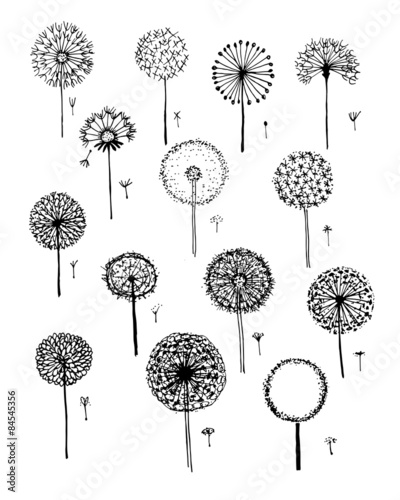 Dandelions collection, sketch fro your design