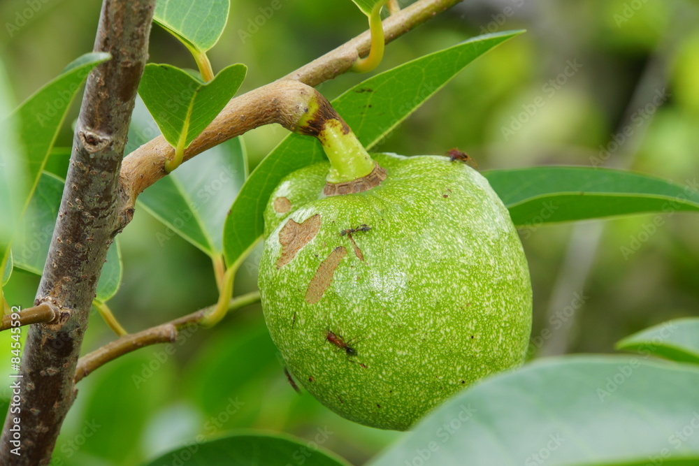 Wasserapfel (Annona glabra)