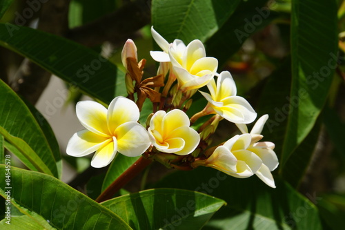 Frangipani (Plumeria) photo