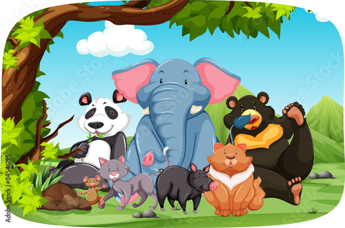 Wild animals