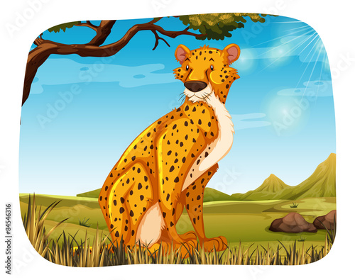 Cheetah