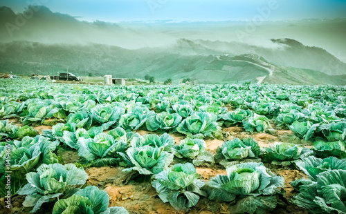 Cabbage growing on the mountains photo