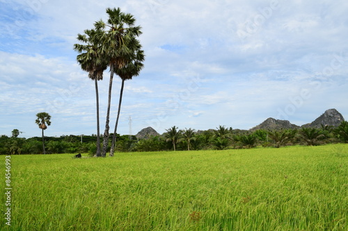 Rice and palm