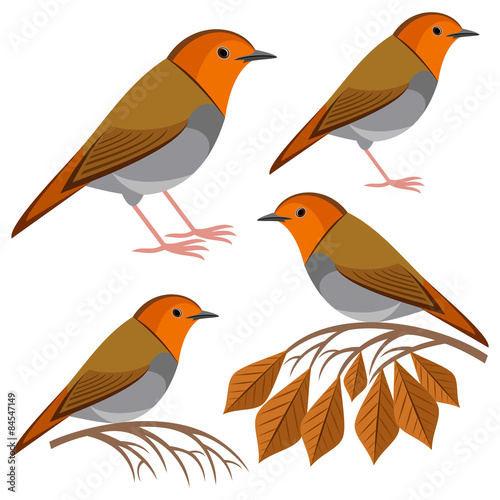  Robin