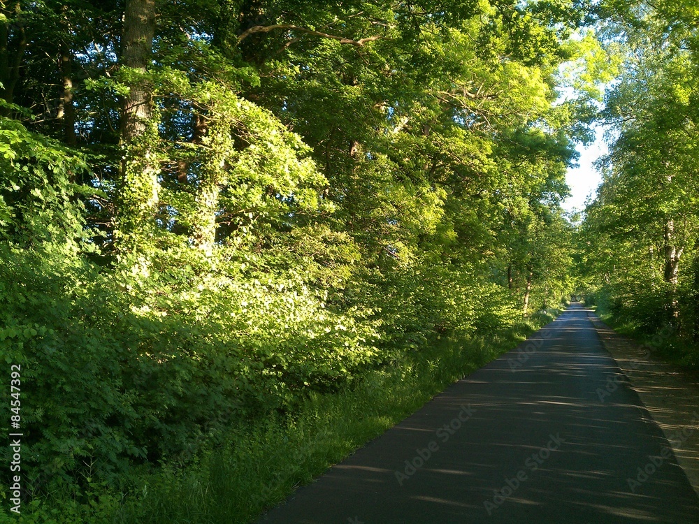 Fototapeta premium Saftiges Grün am Abend