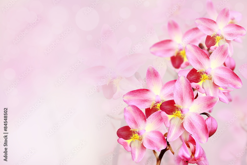 pink orchid flowers background. pink orchid flowers background.