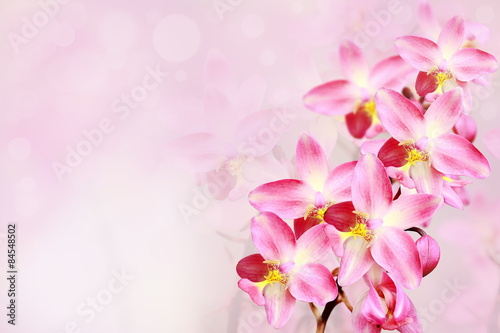 pink orchid flowers background.
