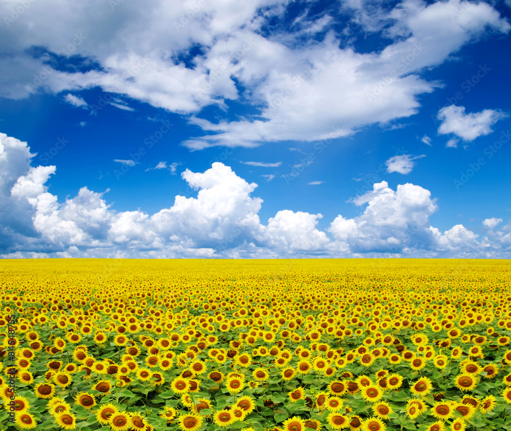 sunflower sunflower