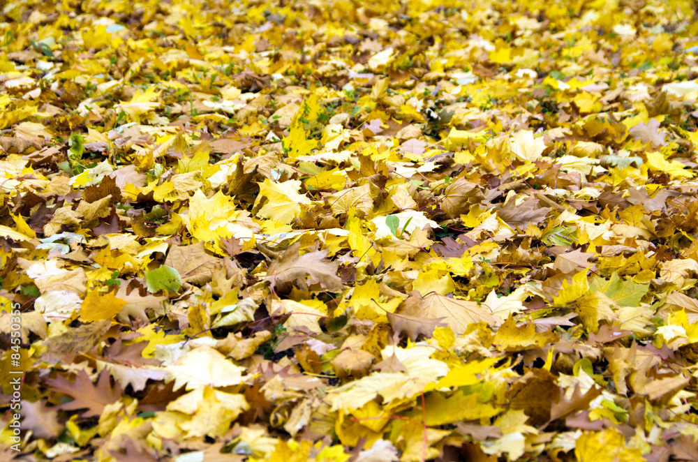 autumn leaves autumn leaves