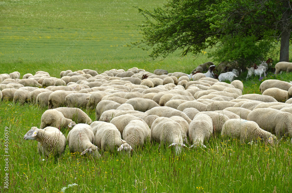 Obraz premium Schafherde