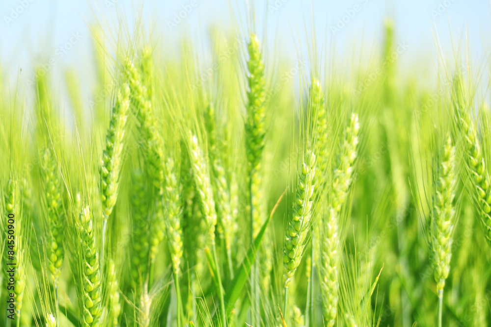 ears of wheat on the nature
