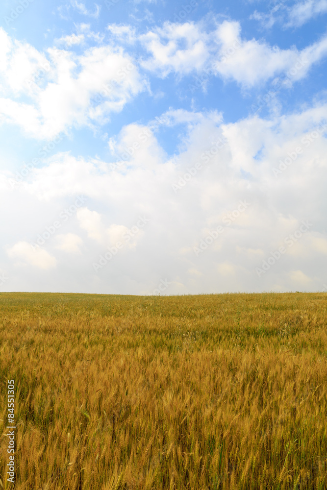 Clouds above field of harvested wheat