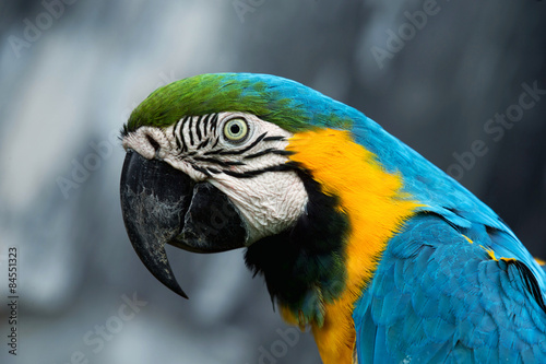 parrot bird #84551323