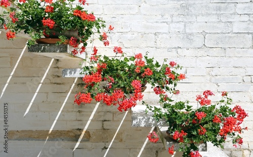 Pots of Red Geraniums in the staircase of the italian House
