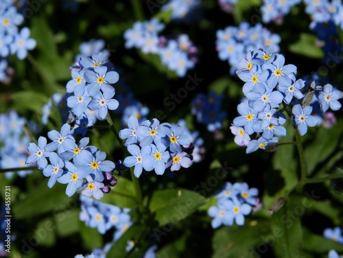 blue flowers of forget-me-not plant