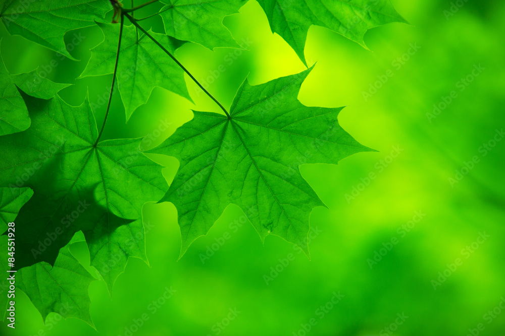 green leaves