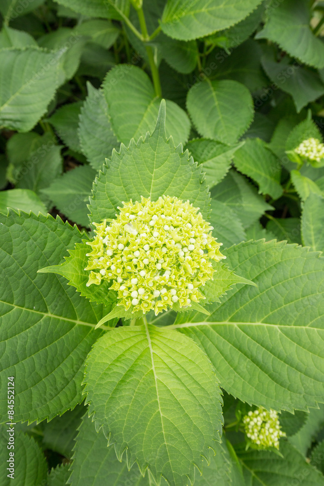 開花前の紫陽花(紫陽花) 開花前の紫陽花(紫陽花)