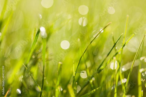 Fresh green grass with dew drops at sunrise