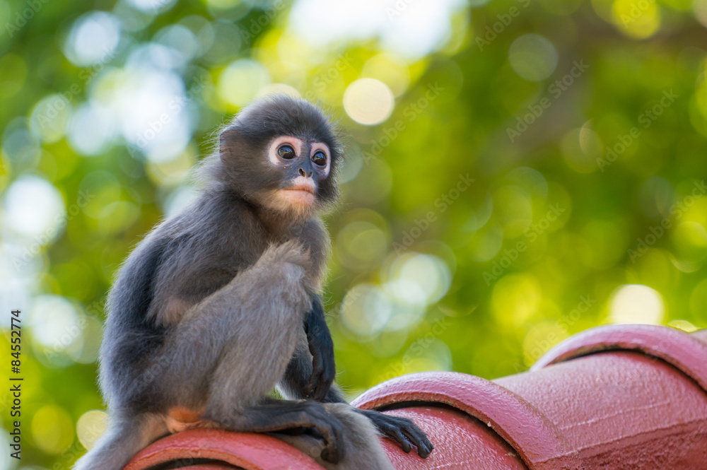 Fototapeta premium Baby Dusky leaf monkey