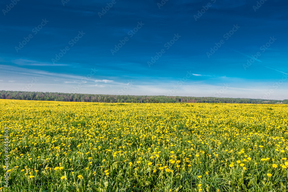 Yellow dandelions (taraxacum) in the meadow