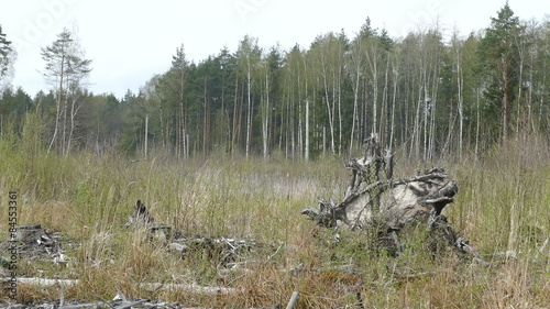 forestry wood monster in Russia in the spring forest glade