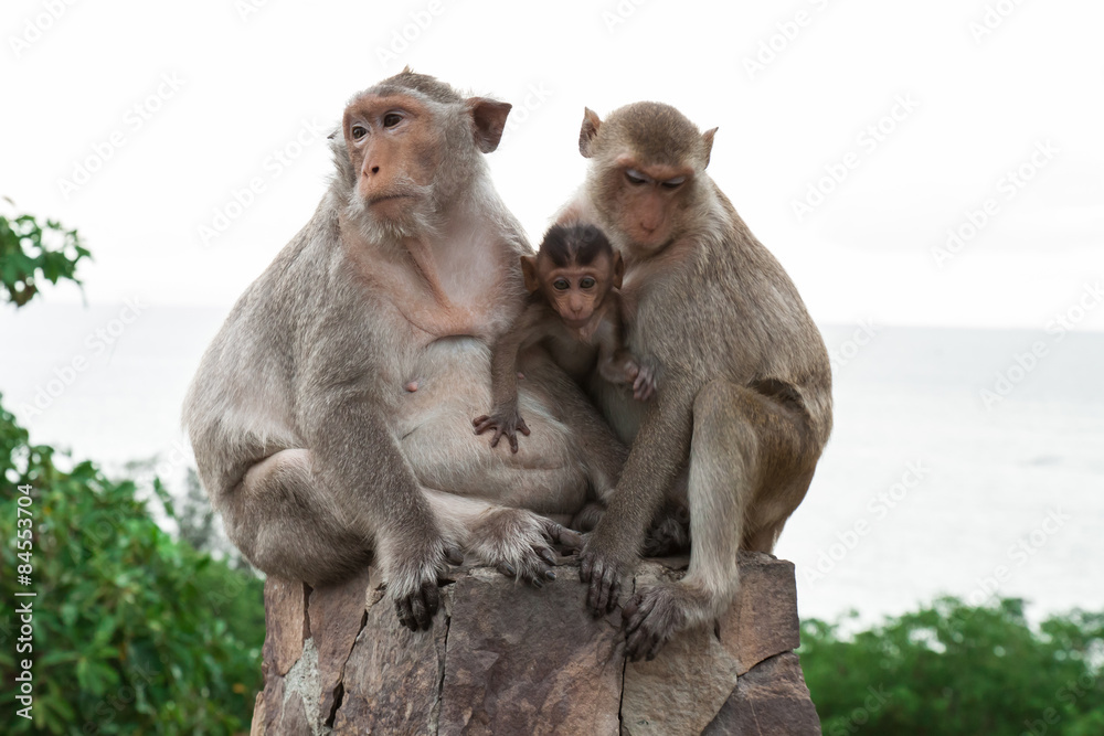 Fototapeta premium monkey family