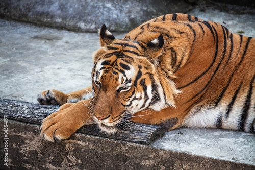 Malayan Tiger