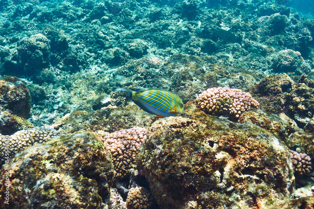 Fototapeta premium Coral reef and fish