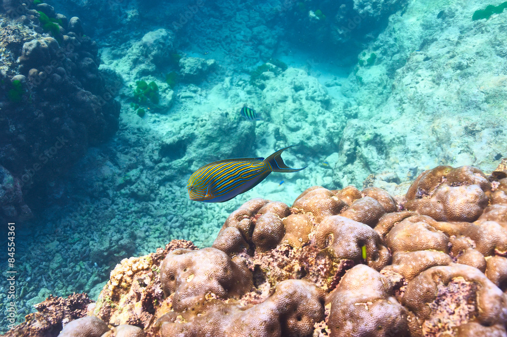 Fototapeta premium Coral reef and fish