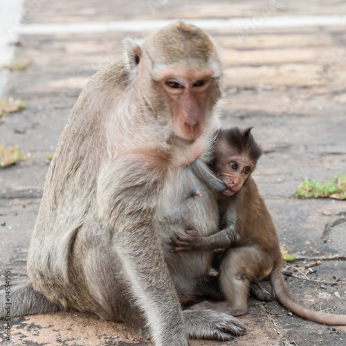 monkey