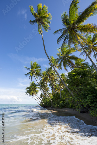 Fototapeta Naklejka Na Ścianę i Meble -  Tropical Brazilian Beach Palm Trees High Tide 