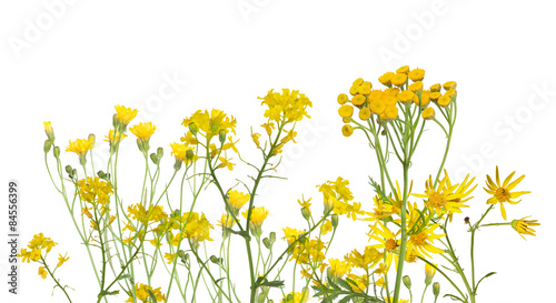 Fototapeta Naklejka Na Ścianę i Meble -  group of wild yellow flowers isolated on white