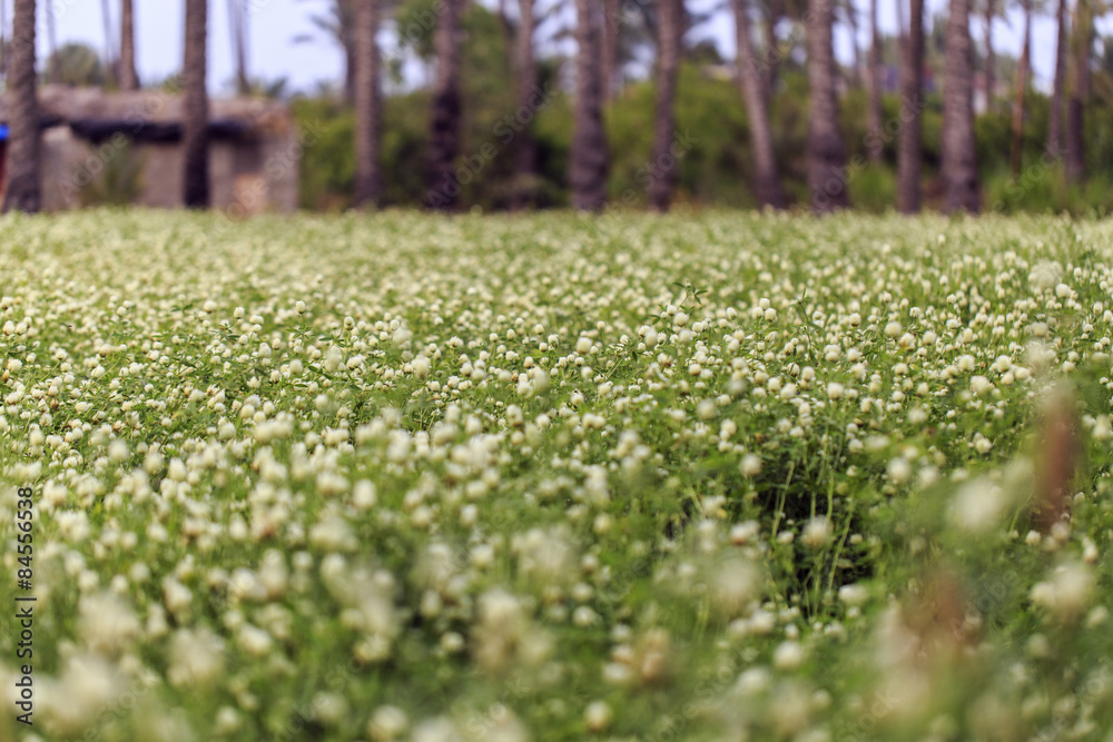 Close up of the small white alfalfa flower