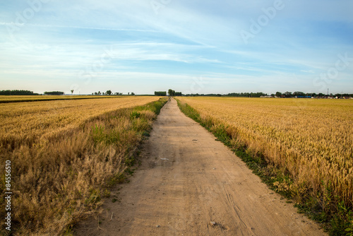 country road in paddy field