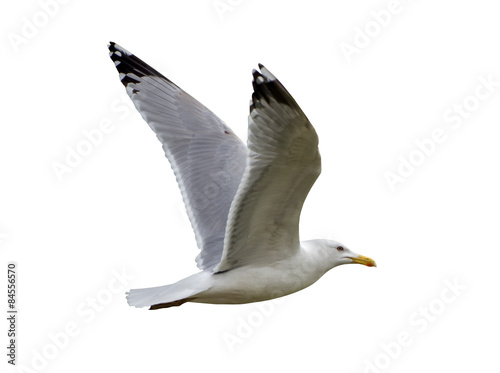 European herring gull isolated on white
