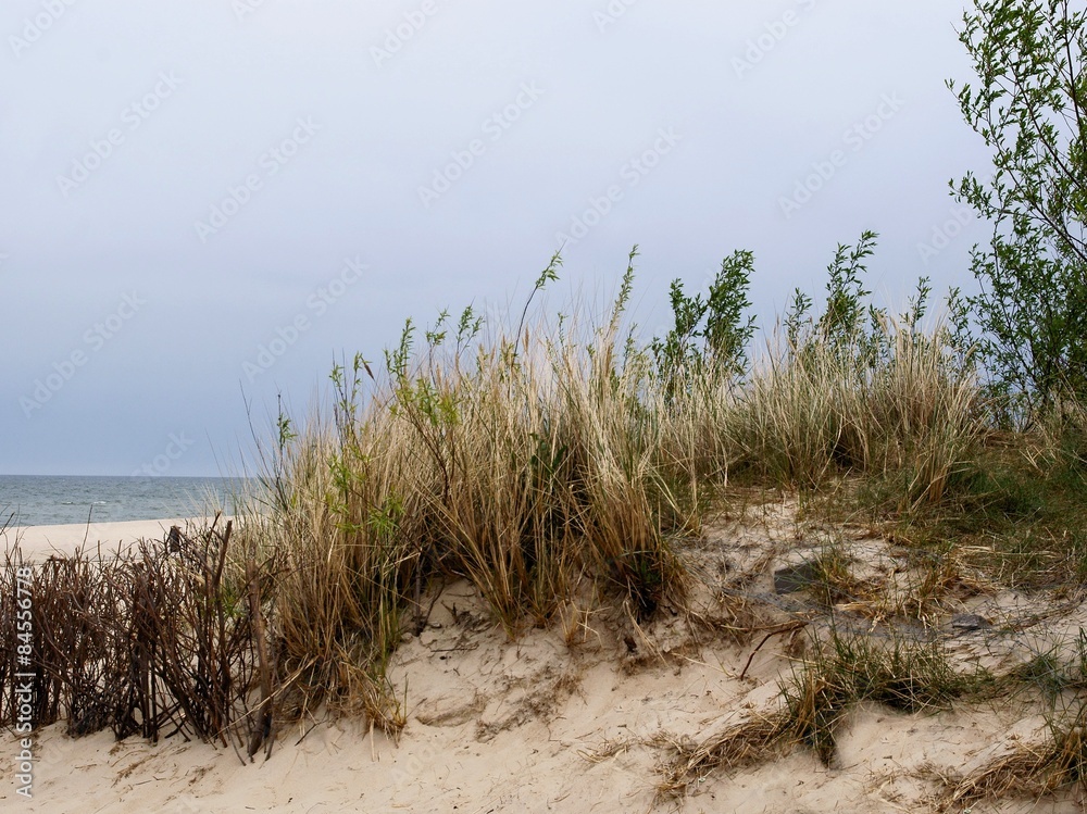baltic sea,beach and plants of sand-drift baltic sea,beach and plants of sand-drift