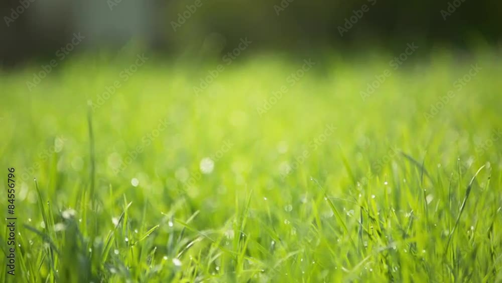 focus pull fresh grass on the lawn in the yard with some water focus pull fresh grass on the lawn in the yard with some water